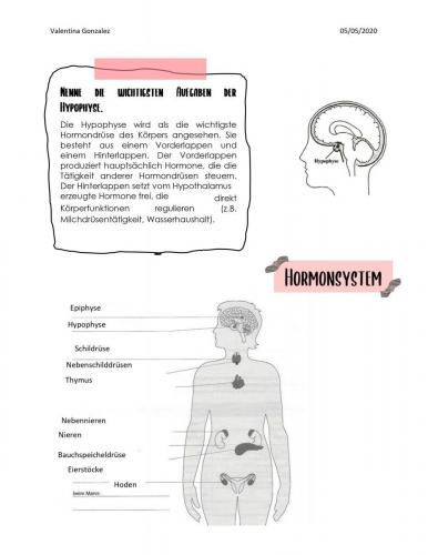 Hormondrüsen 2