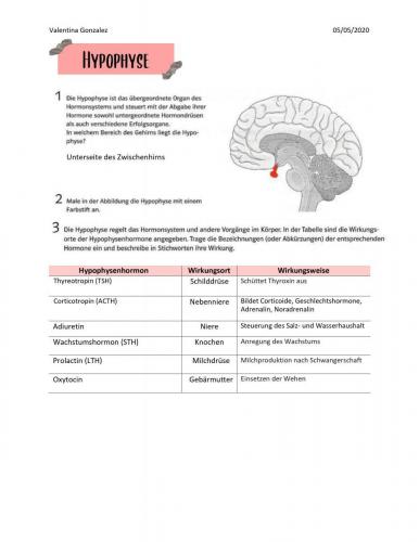 Hormondrüsen 3